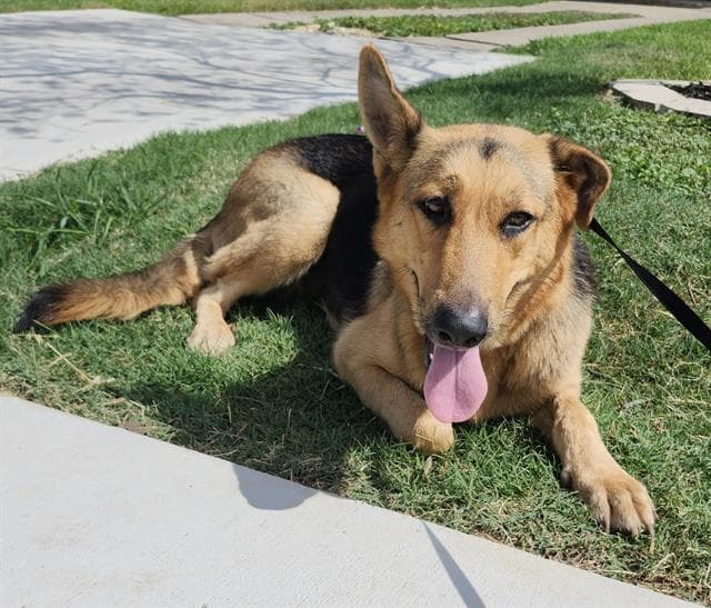 Nikki - German Shepherd Dog