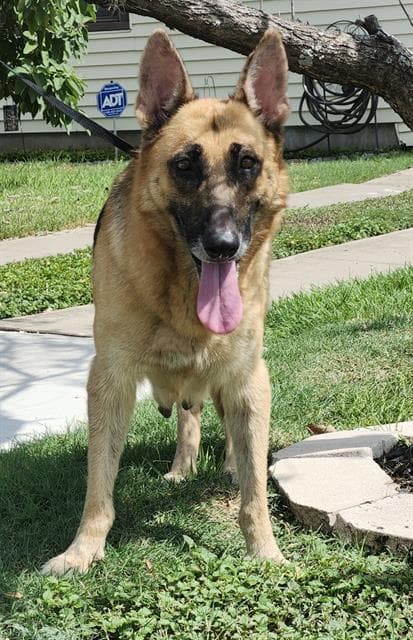Sarrah - German Shepherd Dog
