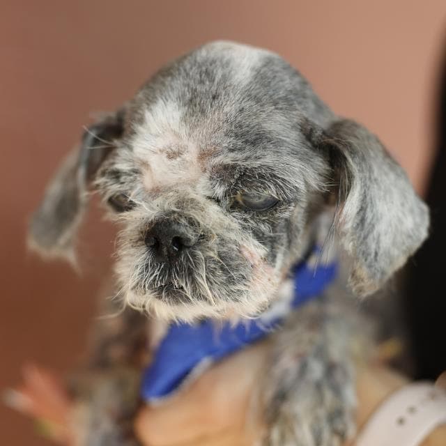 Sadie - Shih Tzu