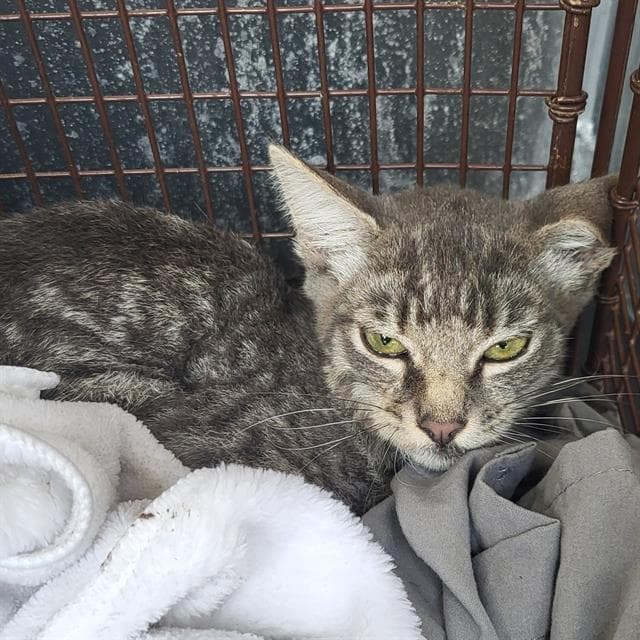 Lily - Domestic Short Hair