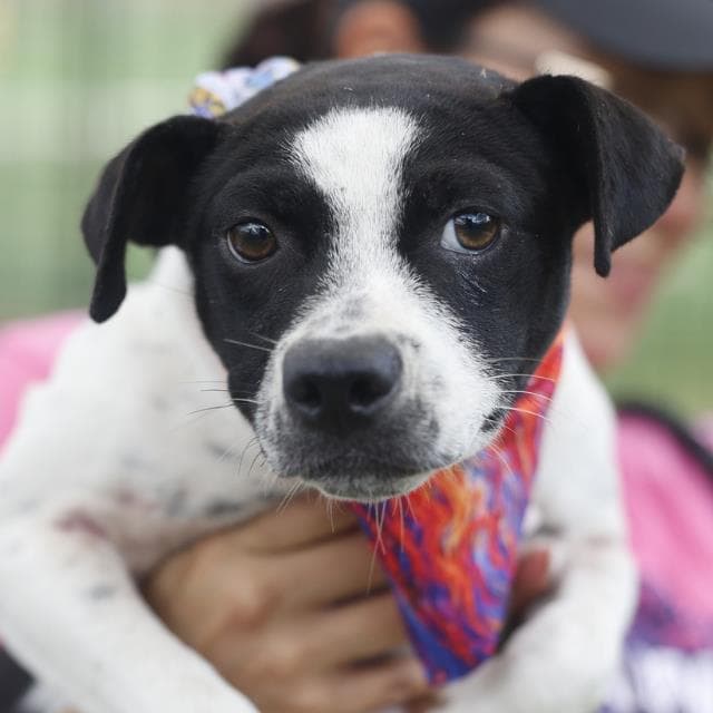 Erin - Terrier