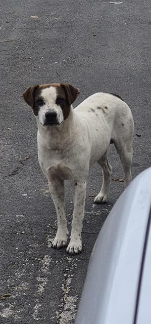 Unknown - American Staffordshire Terrier