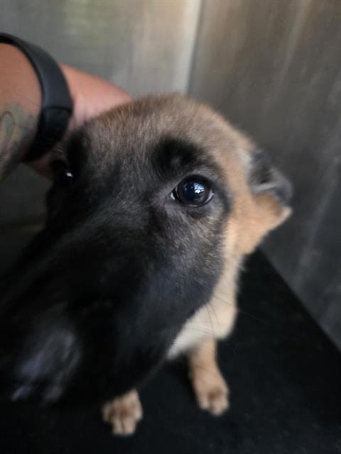 April - German Shepherd Dog