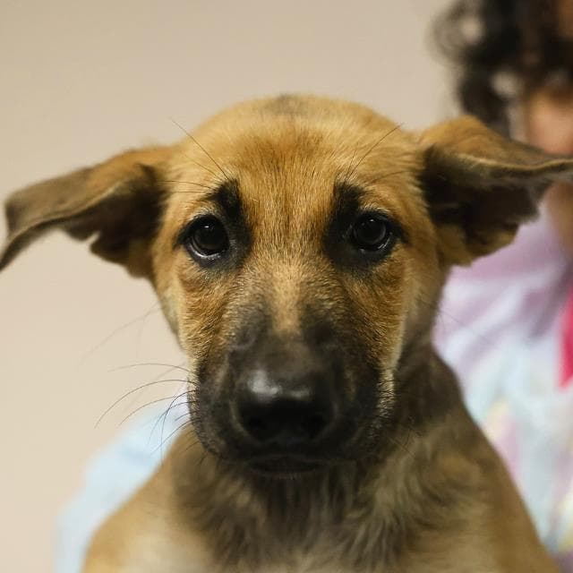 April - German Shepherd Dog