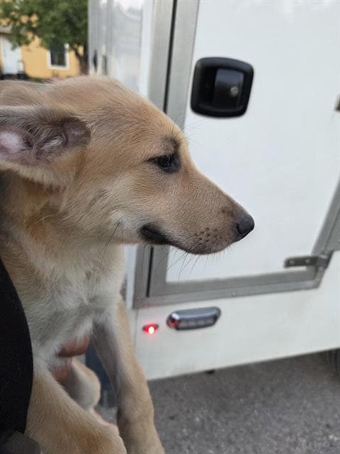 Abby - German Shepherd Dog