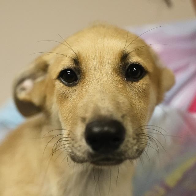 Abby - German Shepherd Dog