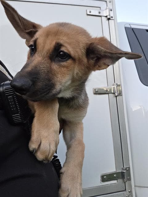 Austin - German Shepherd Dog