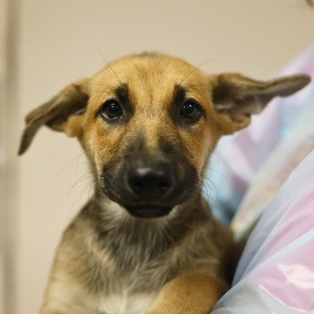 Austin - German Shepherd Dog