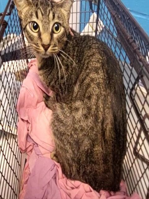 Bluey - Domestic Short Hair