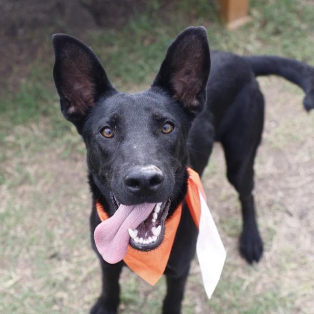 Charlie - German Shepherd Dog