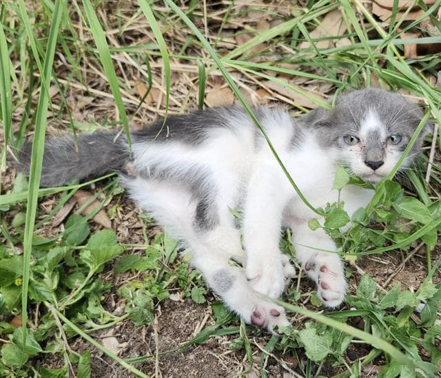 Xom - Domestic Short Hair