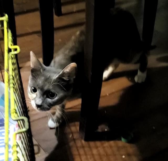 Unknown - Domestic Short Hair
