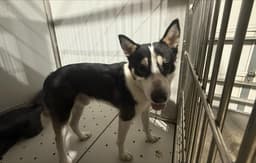 Buddy image 1