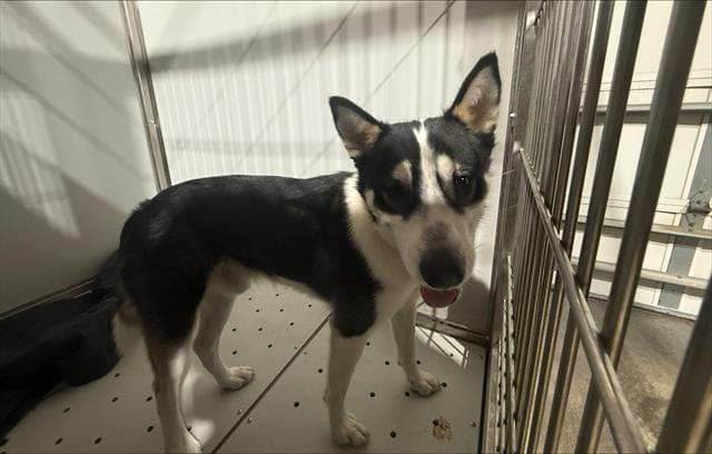 Buddy - Husky