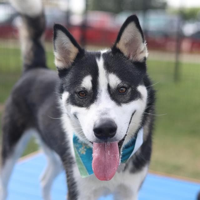 Buddy - Husky