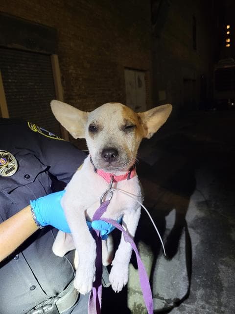 Houston - Terrier