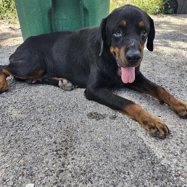 Edith - Rottweiler
