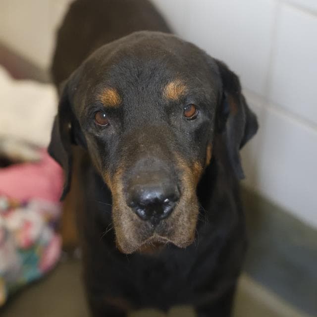 Edith - Rottweiler