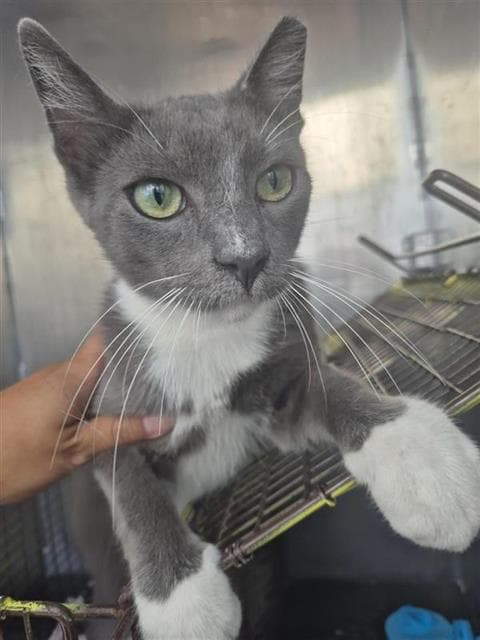 Yeti - Domestic Short Hair
