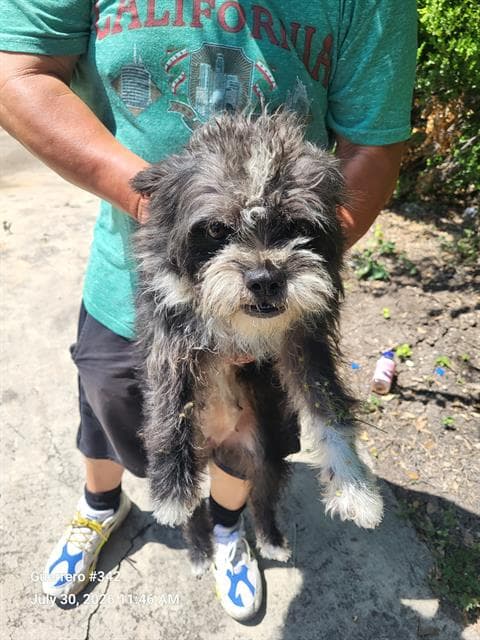 Mel - Terrier