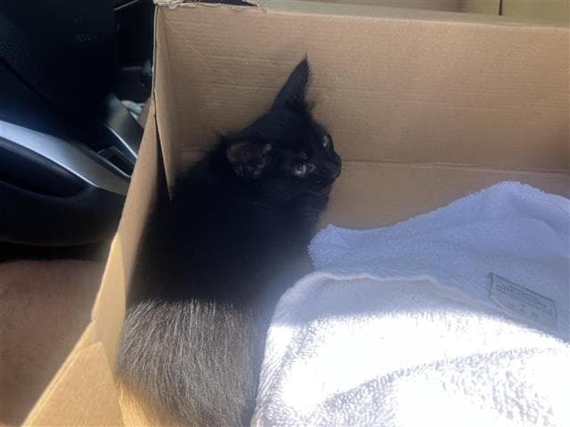 Ocean - Domestic Short Hair