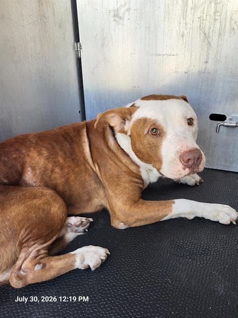 Freeza - American Staffordshire Terrier