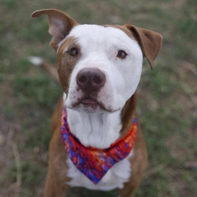 Freeza - American Staffordshire Terrier