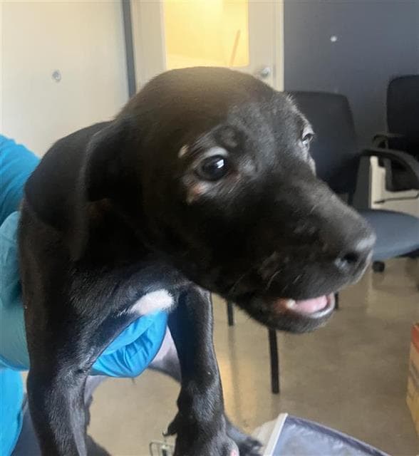 Liberty - Labrador Retriever