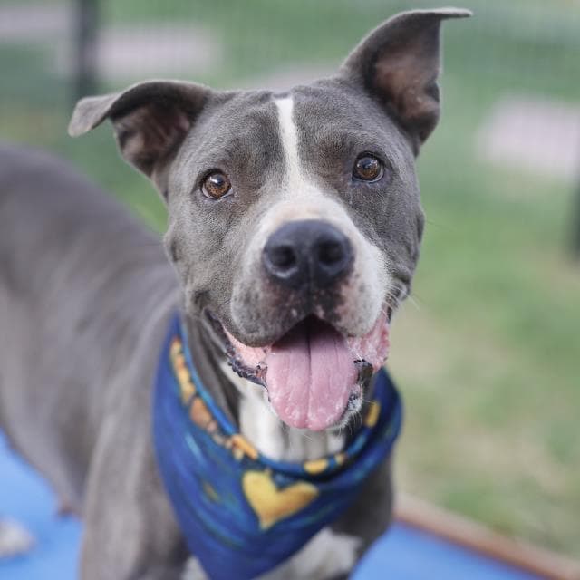 Shina - American Staffordshire Terrier