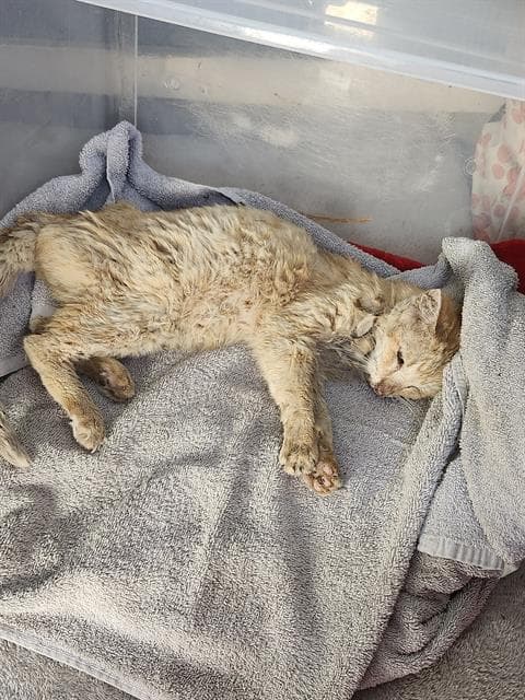 Ginger - Domestic Short Hair