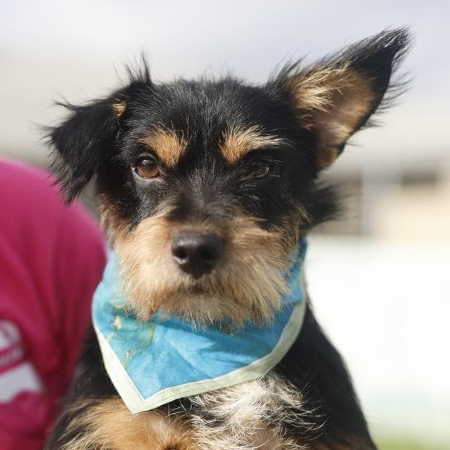 Roscoe - Terrier