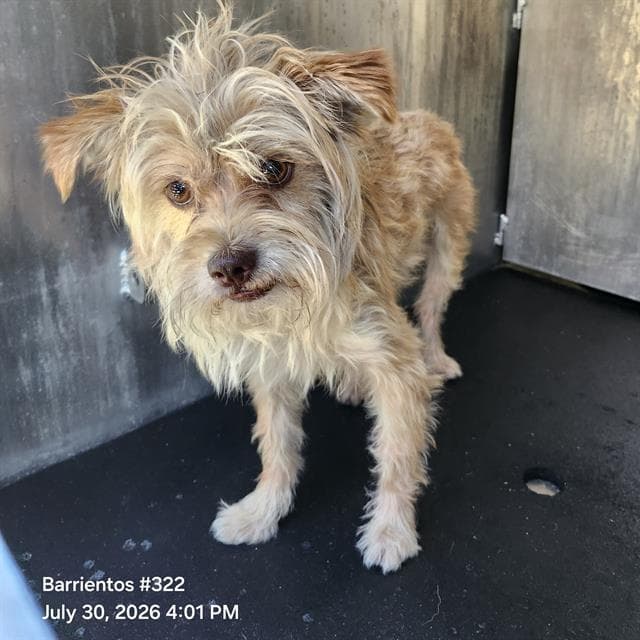 Briscoe - Terrier