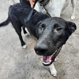 Blackie Nego image 1