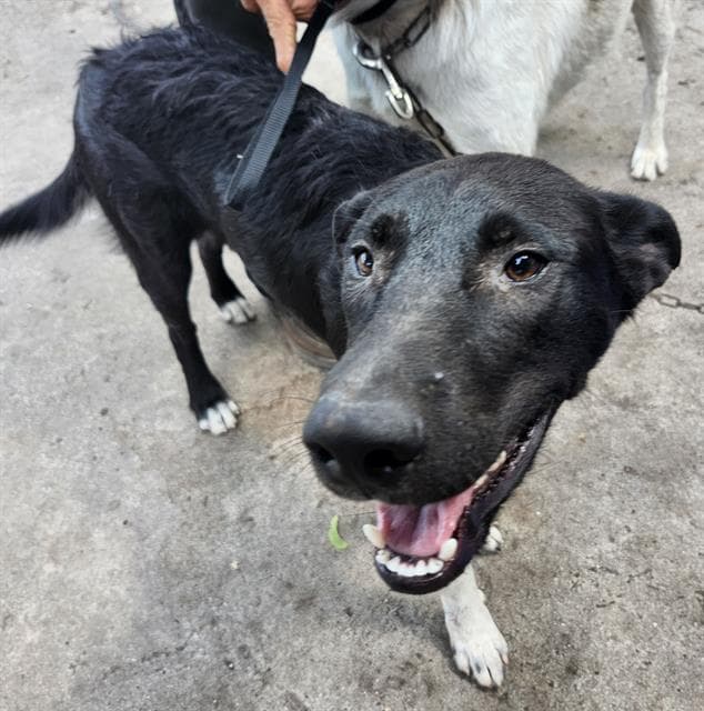 Blackie Nego - Labrador Retriever