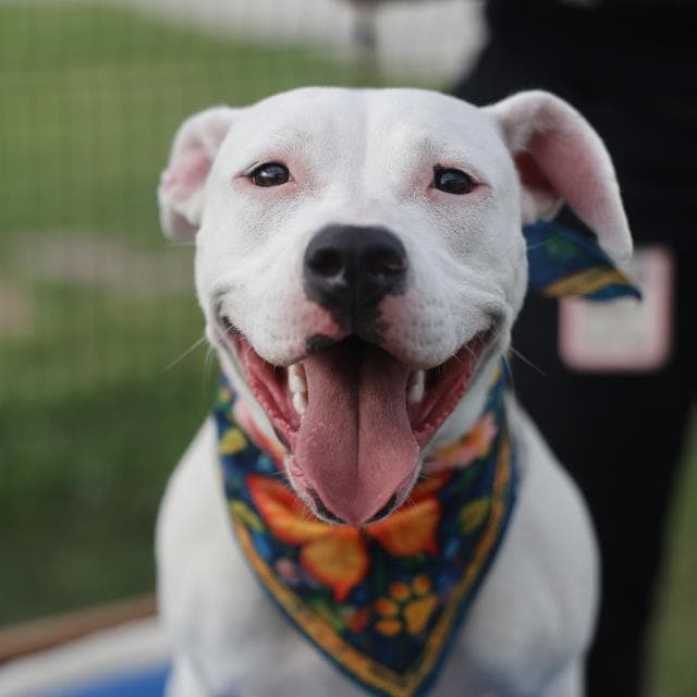 Opal Hernandez - Boxer