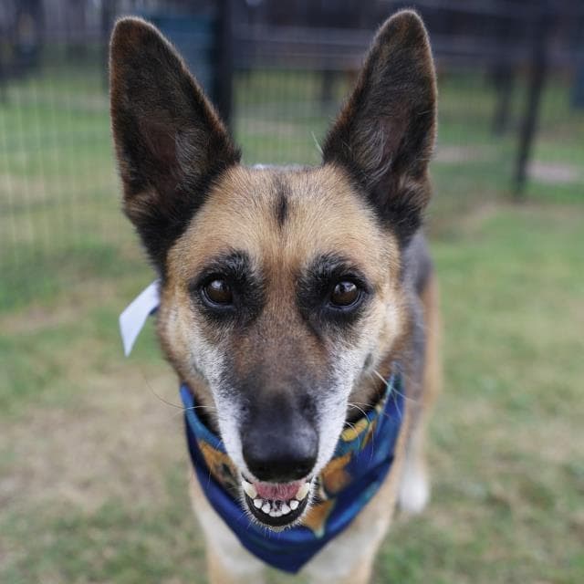 Lola - German Shepherd Dog
