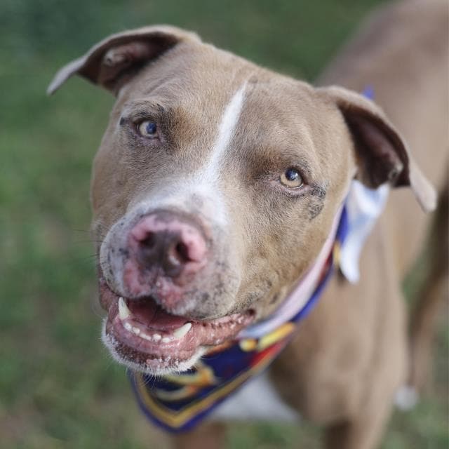Timmy - American Staffordshire Terrier