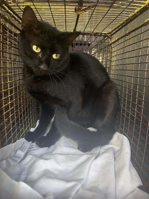Darthvapurr - Domestic Short Hair