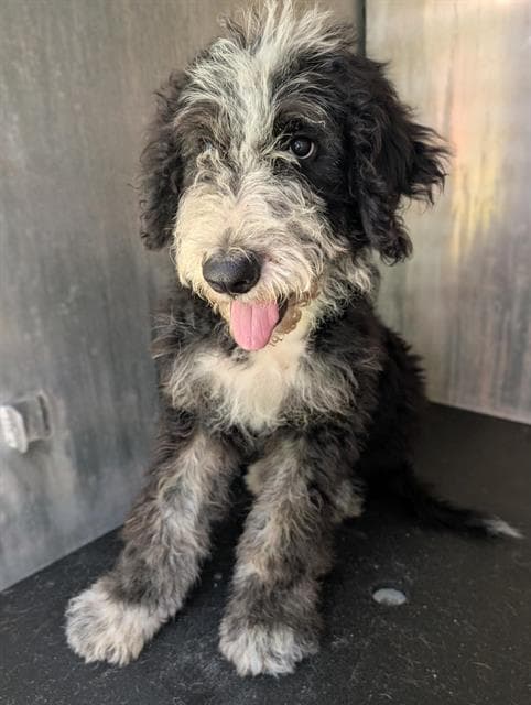 Riffraff - Old English Sheepdog