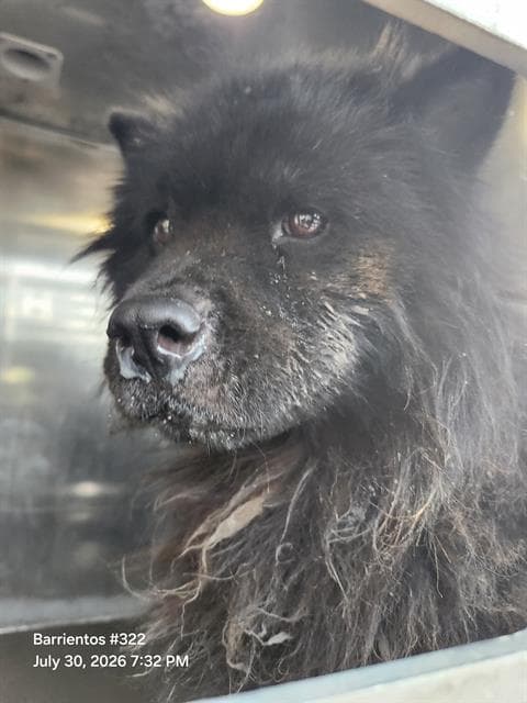 Miles - Chow Chow