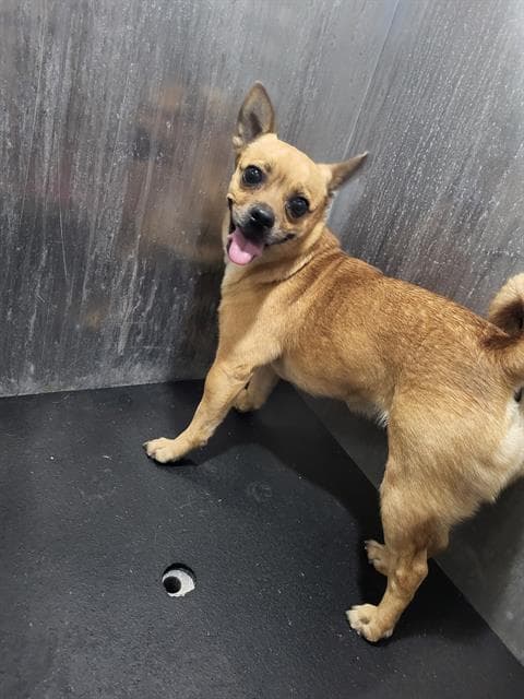 Bella - Chihuahua