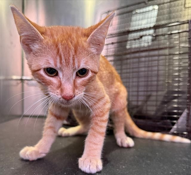 Del Rio - Domestic Short Hair