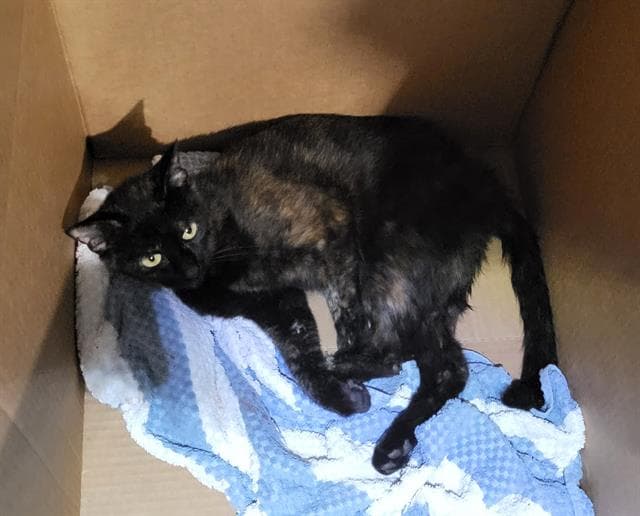Taylor - Domestic Short Hair