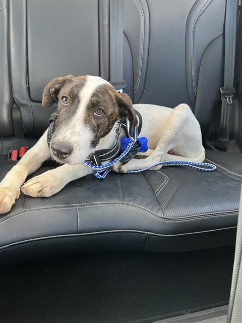 Senor Lucky - Hound