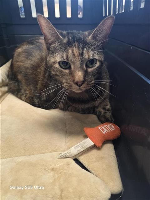 Mini - Domestic Short Hair