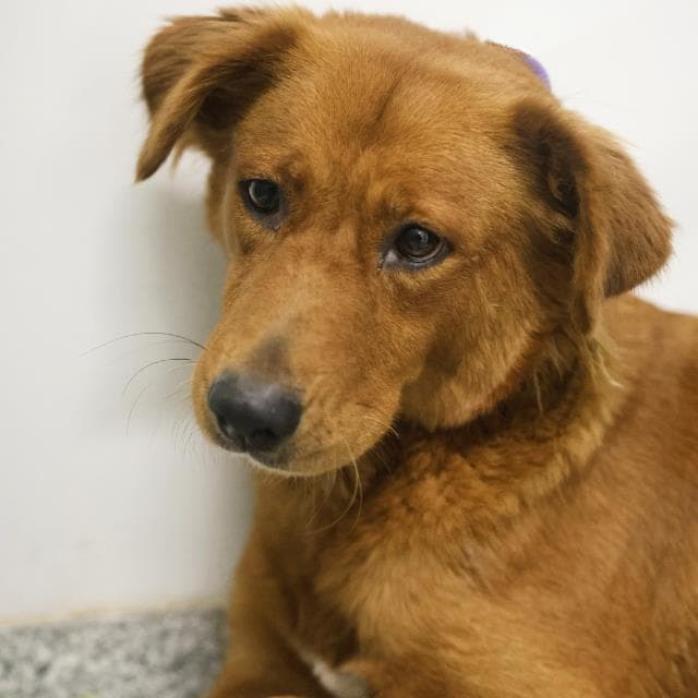 Berry - Golden Retriever