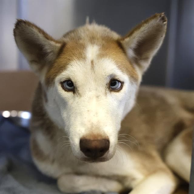 India - Husky