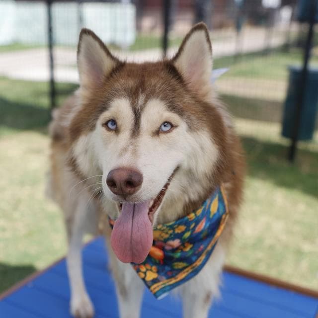 Foxy - Husky