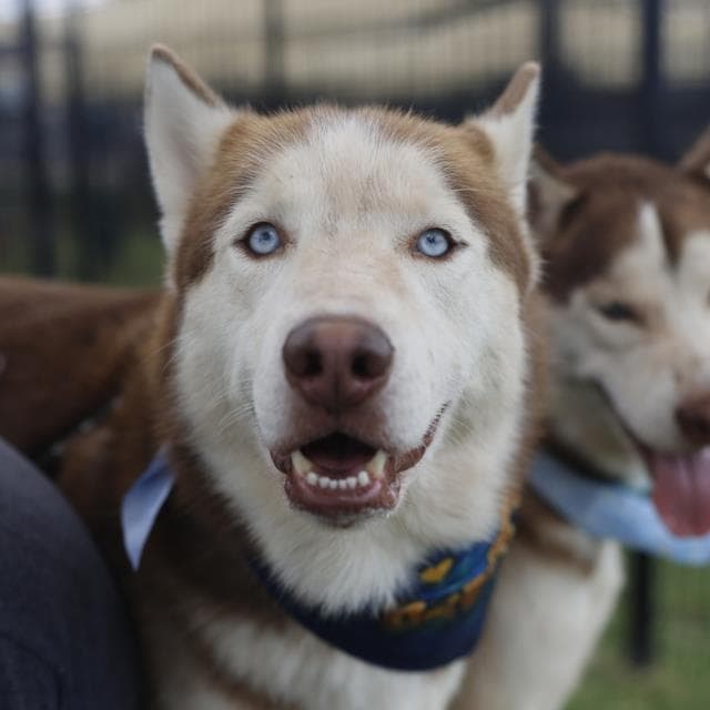Red - Husky