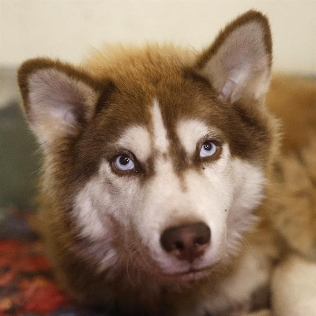 Chok - Husky